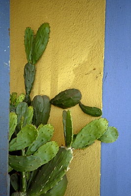 color & cacti