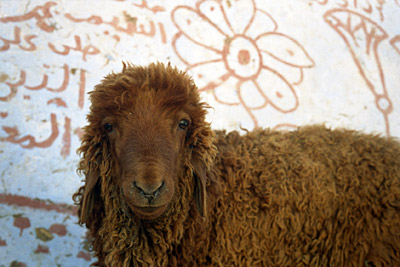 sheep + flower