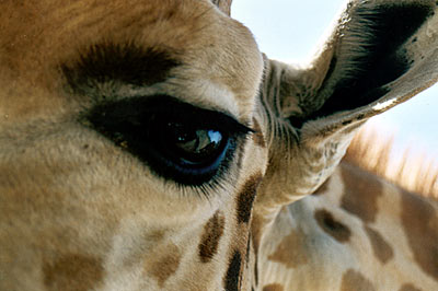 giraffe lover #4