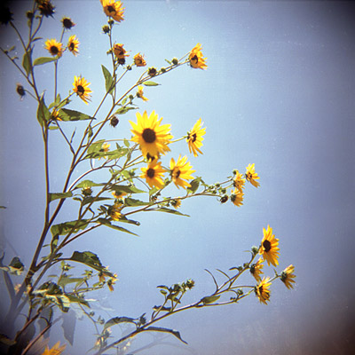 mini sunflowers