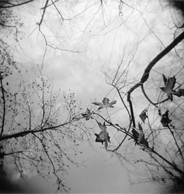 holga3