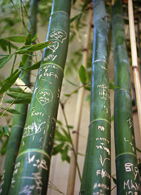 loves on the bamboo