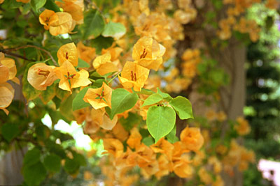 pretty in yellow