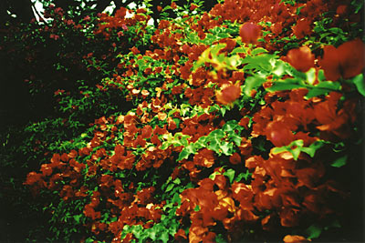 x-bougainvillea #1