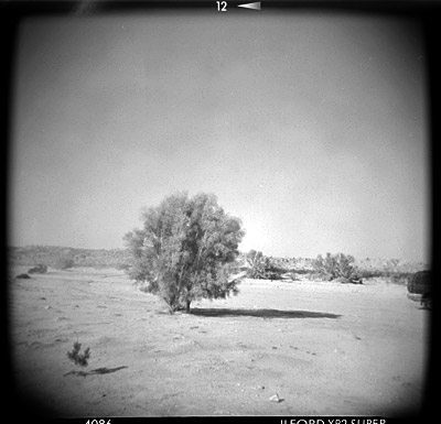 tree_holga.jpg