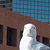 urban seagull